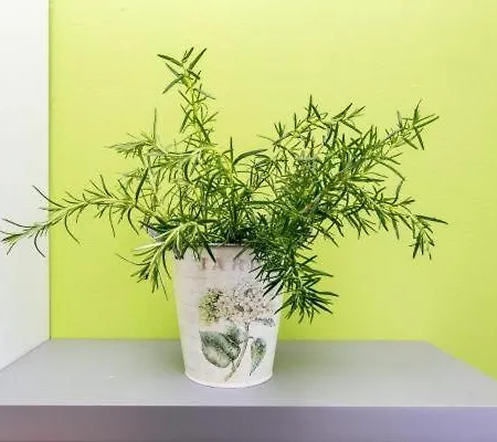 Busurelo Konukevi 3*